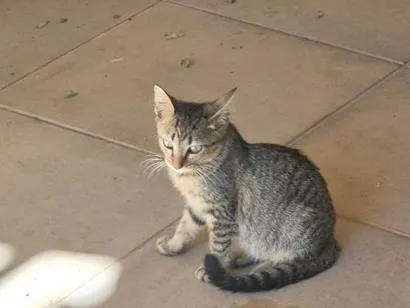 Gato raça SRD-ViraLata idade 2 a 6 meses nome Allis