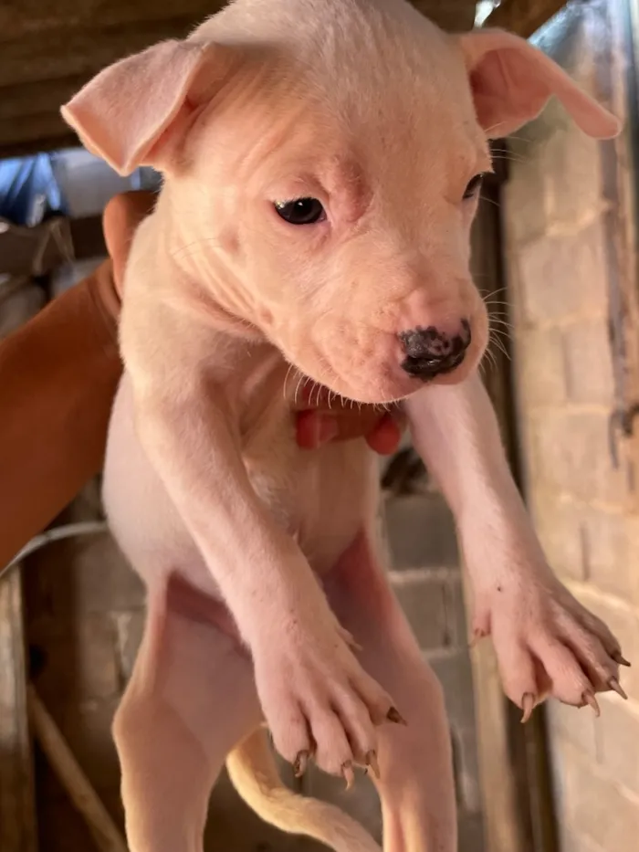 Cachorro raça Pit-Bull idade 2 a 6 meses nome Não tem nome ainda!!