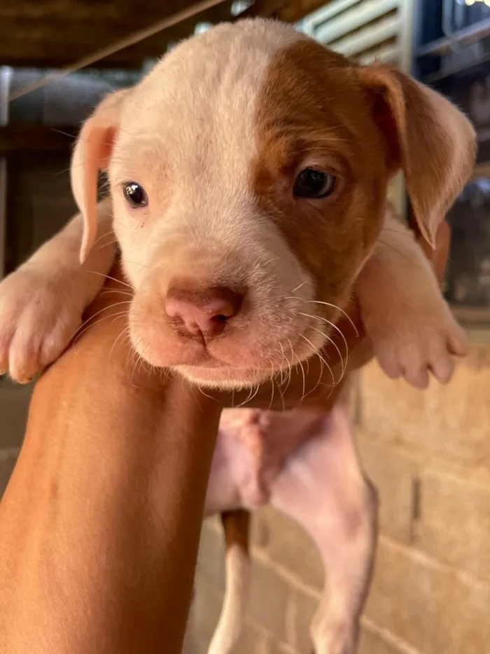 Cachorro raça Pit-Bull idade 2 a 6 meses nome Não tem nome ainda!!