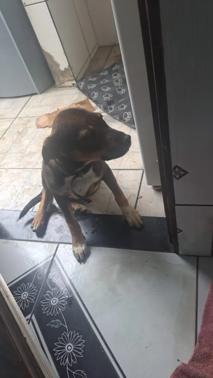 Cachorro raça SRD-ViraLata idade 2 a 6 meses nome Rhavena