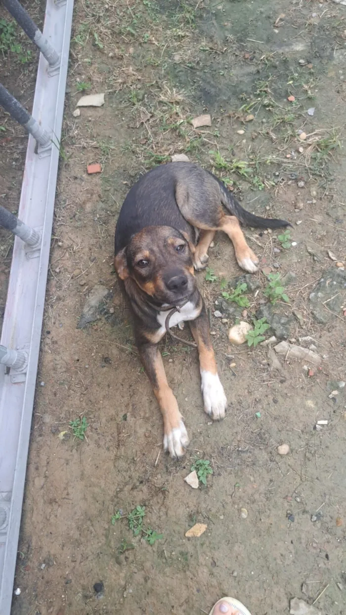 Cachorro raça SRD-ViraLata idade 2 a 6 meses nome Rhavena