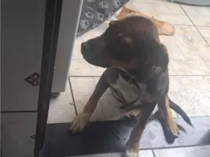 Cachorro raça SRD-ViraLata idade 2 a 6 meses nome Rhavena