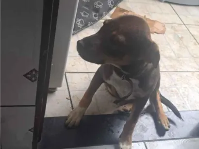 Cachorro raça SRD-ViraLata idade 2 a 6 meses nome Rhavena