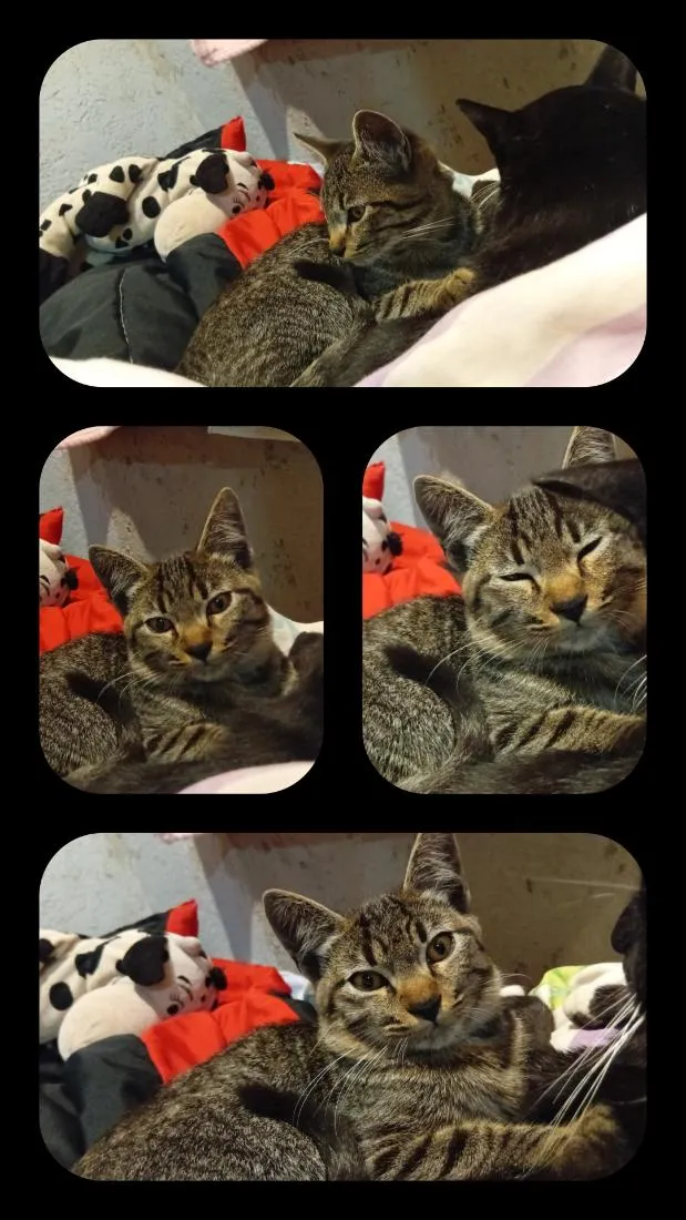 Gato raça SRD-ViraLata idade 2 a 6 meses nome Paçoca