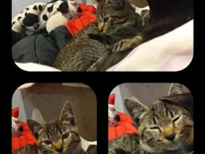 Gato raça SRD-ViraLata idade 2 a 6 meses nome Paçoca