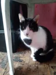Hugo