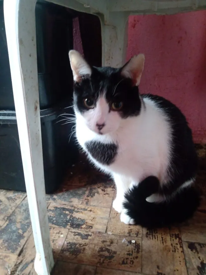 Gato raça SRD-ViraLata idade 1 ano nome Hugo