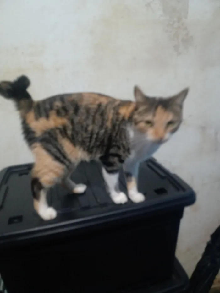 Gato raça SRD-ViraLata idade 1 ano nome Serena Sara