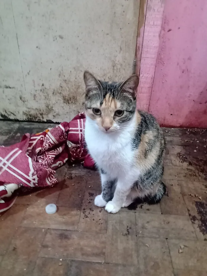 Gato raça SRD-ViraLata idade 1 ano nome Serena Sara