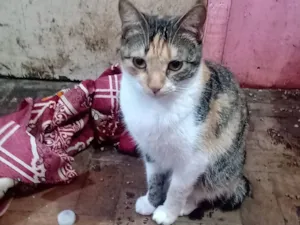 Gato raça SRD-ViraLata idade 1 ano nome Serena Sara