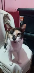Renata