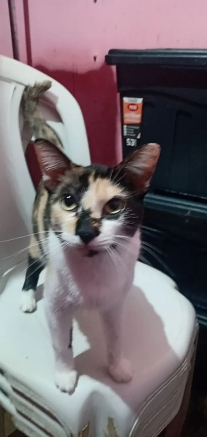 Gato raça SRD-ViraLata idade 1 ano nome Renata
