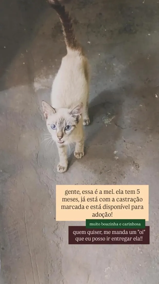 Gato raça SRD-ViraLata idade 2 a 6 meses nome Mel