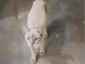 Gato raça SRD-ViraLata idade 2 a 6 meses nome Mel