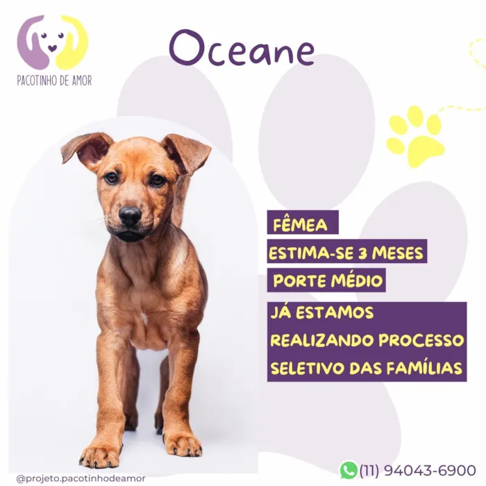 Cachorro raça SRD-ViraLata idade 2 a 6 meses nome Oceane