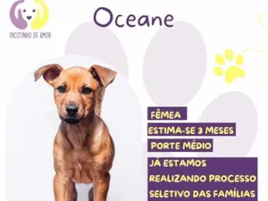 Cachorro raça SRD-ViraLata idade 2 a 6 meses nome Oceane