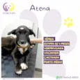 Atena