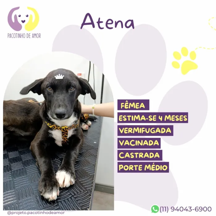 Cachorro raça SRD-ViraLata idade 2 a 6 meses nome Atena