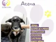 Atena