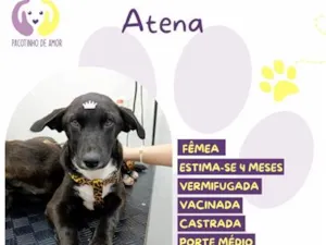 Cachorro raça SRD-ViraLata idade 2 a 6 meses nome Atena