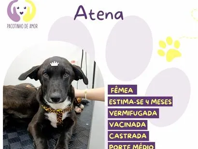 Cachorro raça SRD-ViraLata idade 2 a 6 meses nome Atena