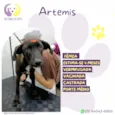 Artemis