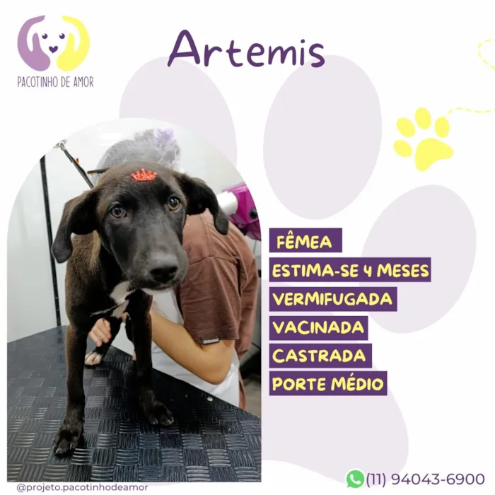 Cachorro raça SRD-ViraLata idade 2 a 6 meses nome Artemis