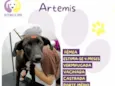 Artemis