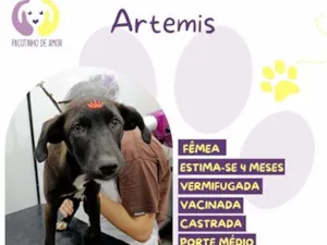 Cachorro raça SRD-ViraLata idade 2 a 6 meses nome Artemis