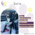 Sofia