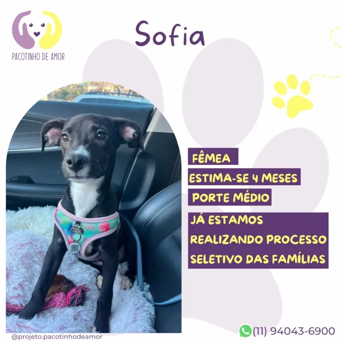 Cachorro raça SRD-ViraLata idade 2 a 6 meses nome Sofia