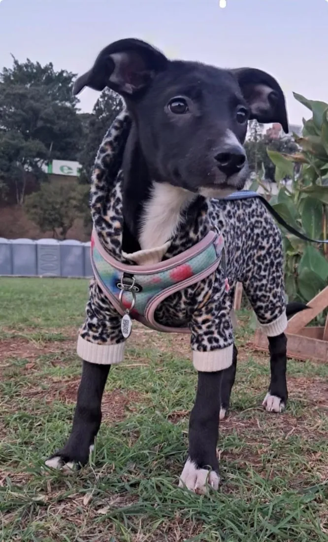Cachorro raça SRD-ViraLata idade 2 a 6 meses nome Sofia