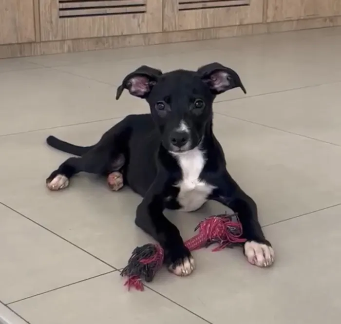Cachorro raça SRD-ViraLata idade 2 a 6 meses nome Sofia