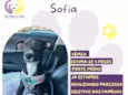 Sofia
