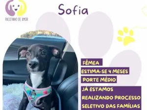 Cachorro raça SRD-ViraLata idade 2 a 6 meses nome Sofia