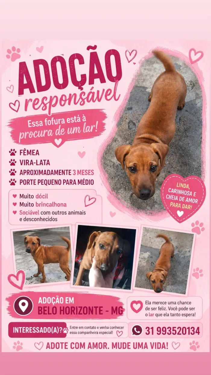 Cachorro raça SRD-ViraLata idade 2 a 6 meses nome sem nome