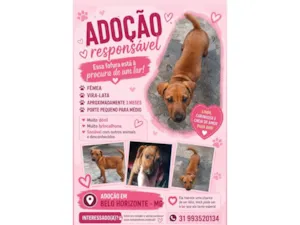 Cachorro raça SRD-ViraLata idade 2 a 6 meses nome sem nome