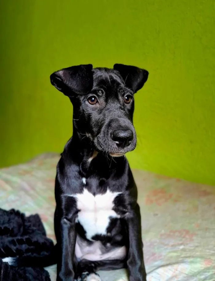Cachorro raça SRD-ViraLata idade 2 a 6 meses nome duquesa