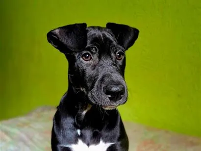Cachorro raça SRD-ViraLata idade 2 a 6 meses nome duquesa