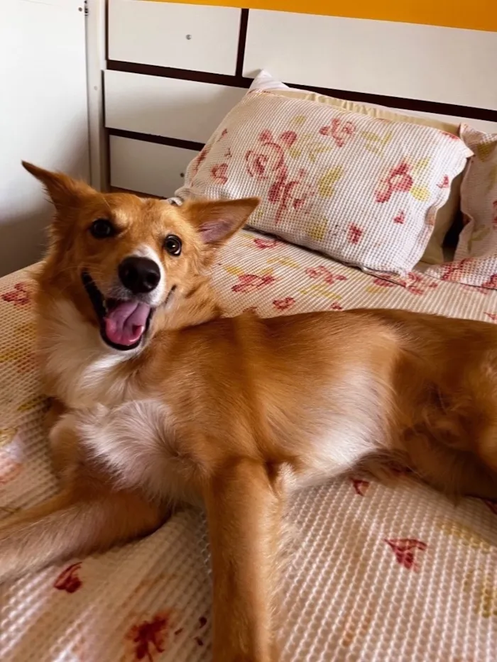 Cachorro raça SRD-ViraLata idade 2 anos nome Orpheus 