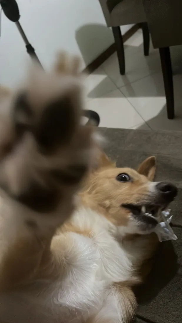Cachorro raça SRD-ViraLata idade 2 anos nome Orpheus 