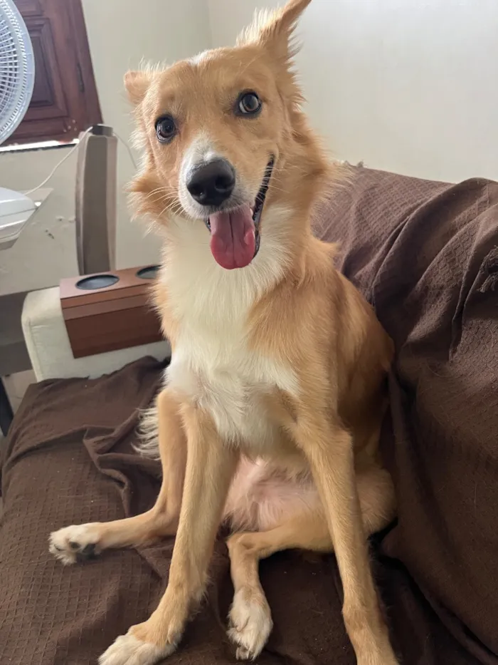 Cachorro raça SRD-ViraLata idade 2 anos nome Orpheus 