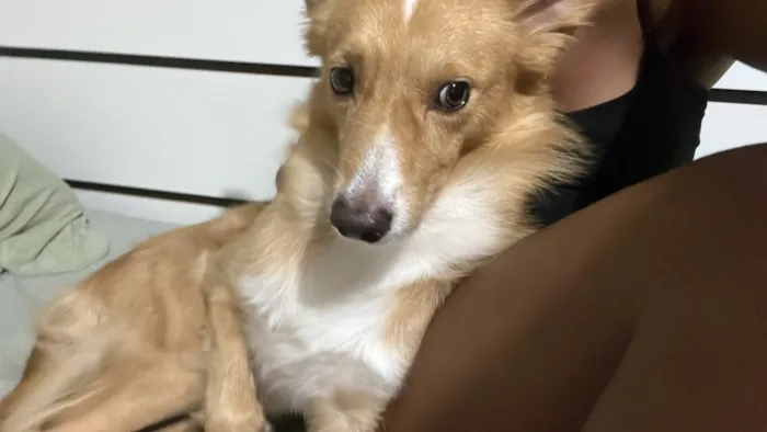Cachorro raça SRD-ViraLata idade 2 anos nome Orpheus 