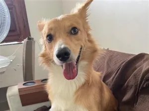 Cachorro raça SRD-ViraLata idade 2 anos nome Orpheus 