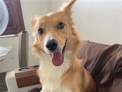 Cachorro raça SRD-ViraLata idade 2 anos nome Orpheus 
