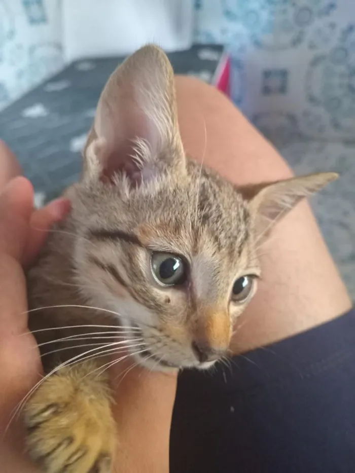 Gato raça SRD-ViraLata idade 2 a 6 meses nome Kemal Pamuk