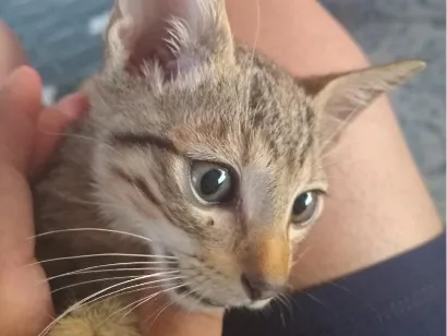 Gato raça SRD-ViraLata idade 2 a 6 meses nome Kemal Pamuk