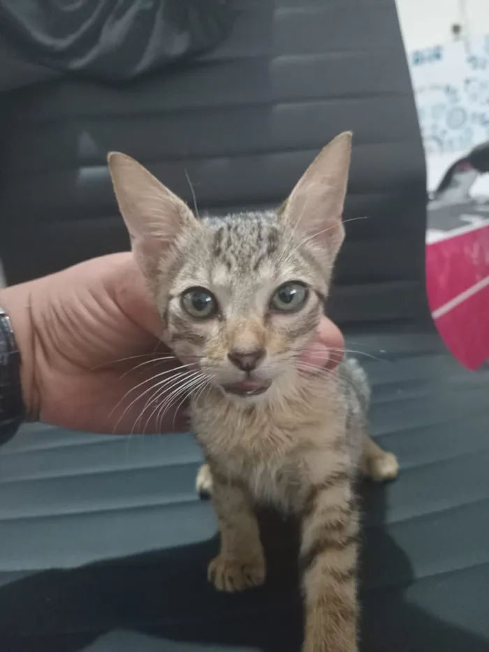 Gato raça SRD-ViraLata idade 2 a 6 meses nome Kemal Pamuk