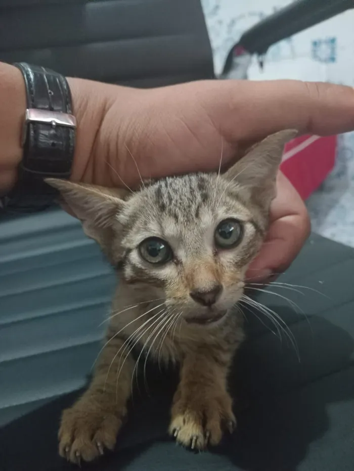 Gato raça SRD-ViraLata idade 2 a 6 meses nome Kemal Pamuk