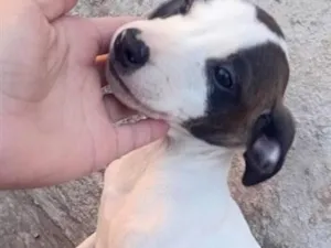 Cachorro raça Boxer idade 2 a 6 meses nome Luninha